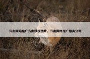 云南网站推广方案模板图片，云南网络推广服务公司