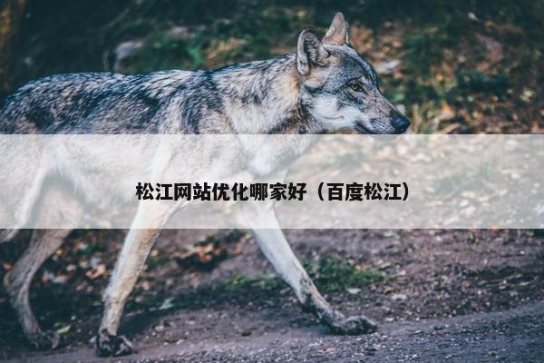 松江网站优化哪家好（百度松江）
