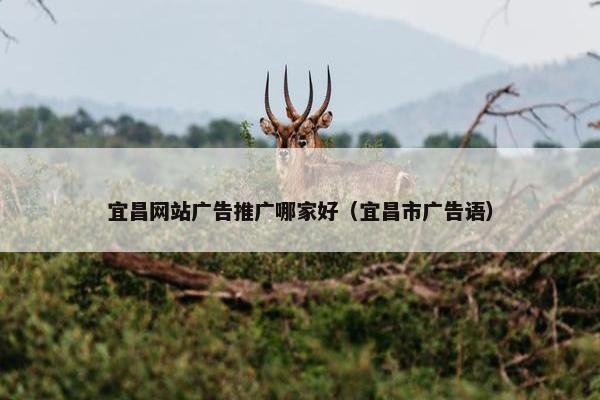 宜昌网站广告推广哪家好（宜昌市广告语）